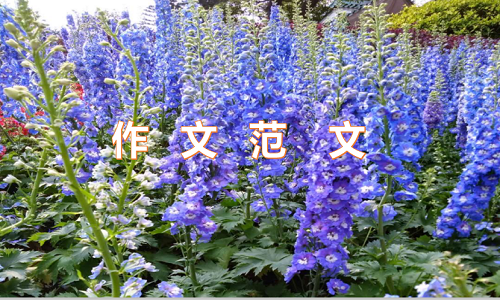 2022我的心愿六年级作文7篇
